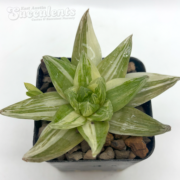 Haworthia cuspidata variegata