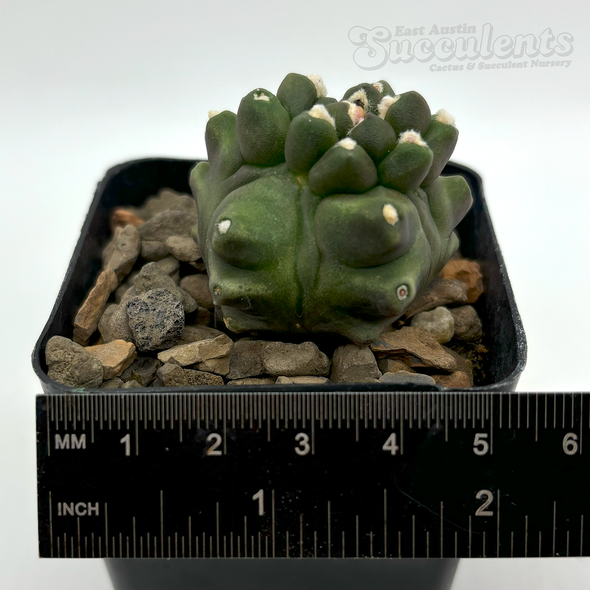 Gymnocalycium baldianum monstrose 'Transformer'