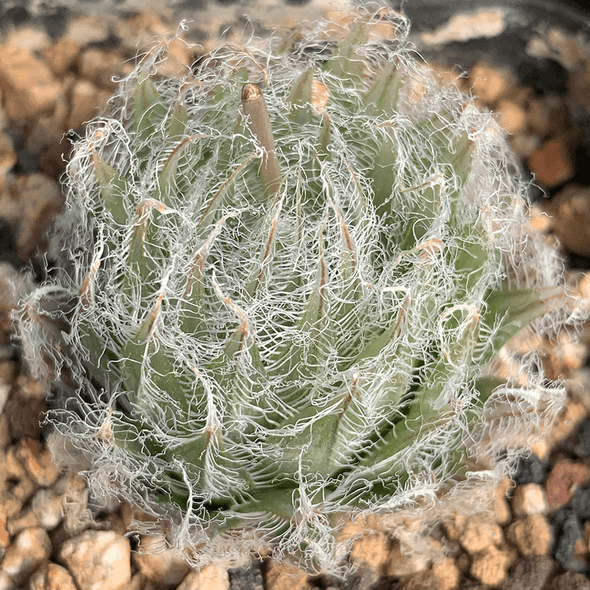 Haworthia bolusii