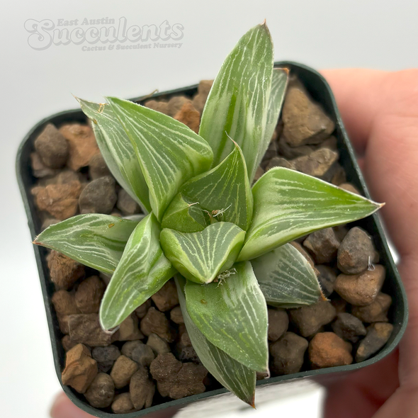 Haworthia 'Milky Way'