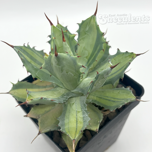 Agave potatorum 'Becky'