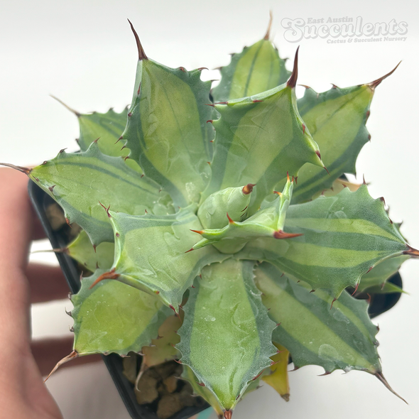 Agave potatorum 'Becky'