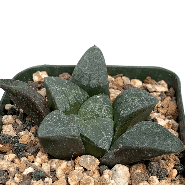 Haworthia hoshikage