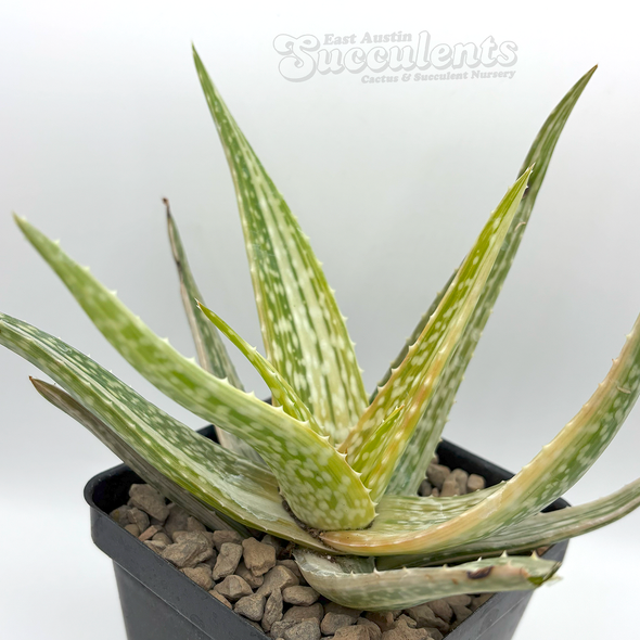 Aloe 'Vito' x vera barbadensis variegata
