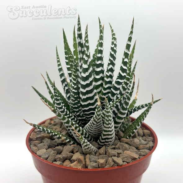 Haworthia fasciata 'Super White'