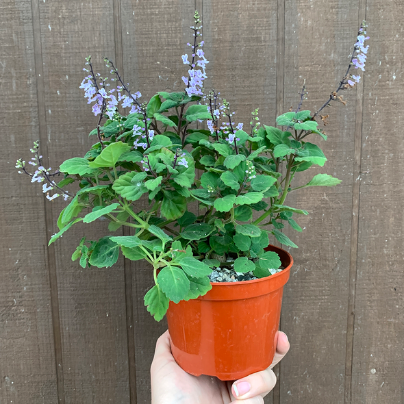 Plectranthus ernstii