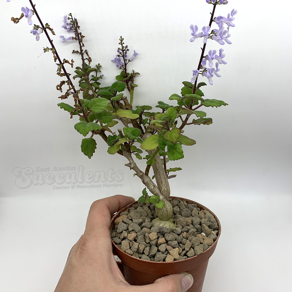 Plectranthus ernstii