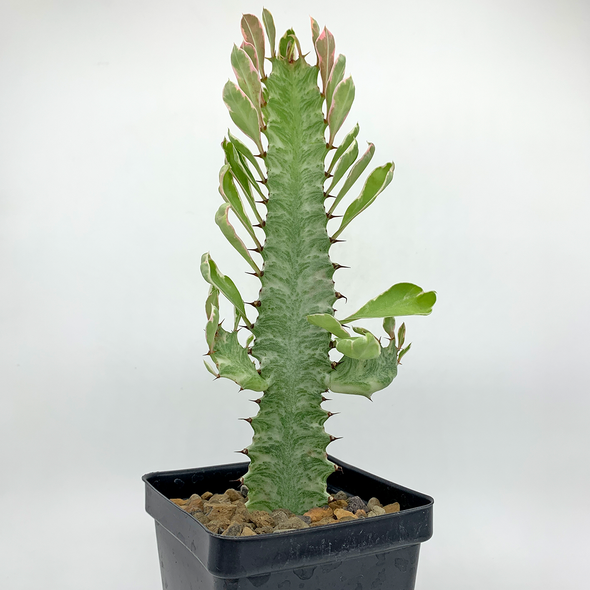 Euphorbia trigona white variegated