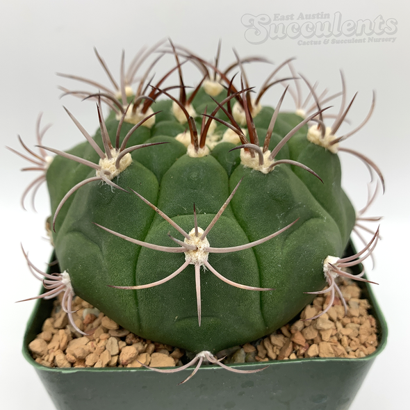 Gymnocalycium pflanzii