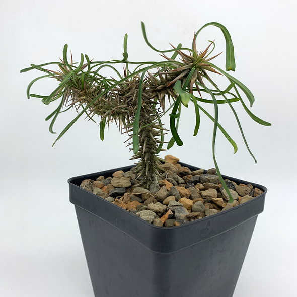 Euphorbia rossii