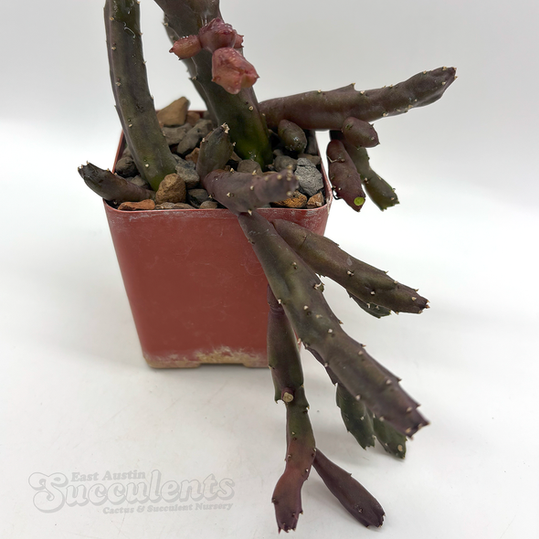 Stapelia schinzii