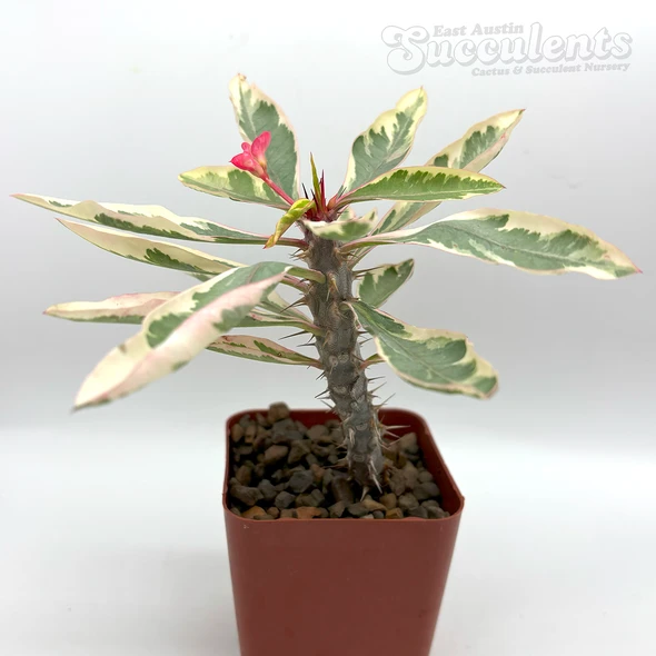 Euphorbia milii 'Fireworks' [small]