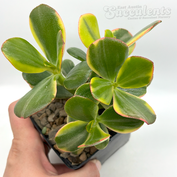 Crassula ovata variegata ''Tricolor Jade''
