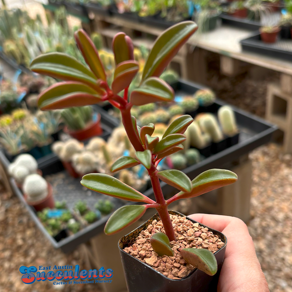 Peperomia graveolens