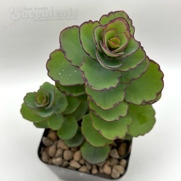 Kalanchoe laxiflora
