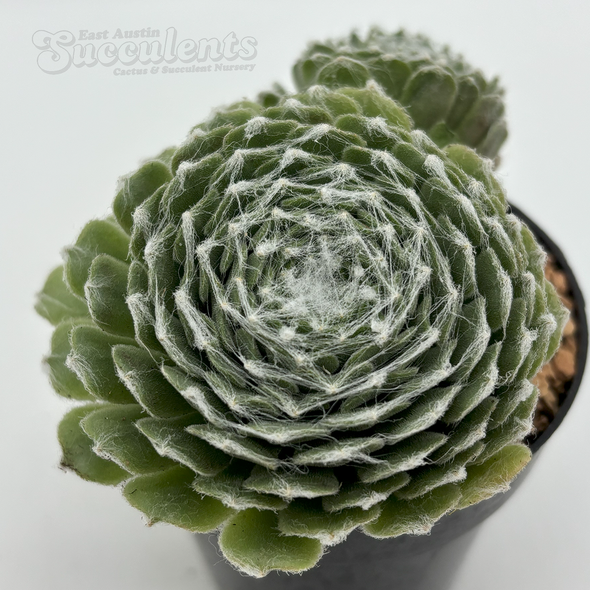 Sempervivum arachnoideum 'Cebenese'
