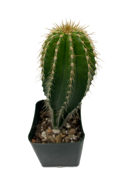 Neobuxbaumia polyopha