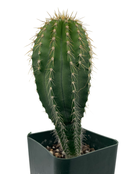 Neobuxbaumia polyopha