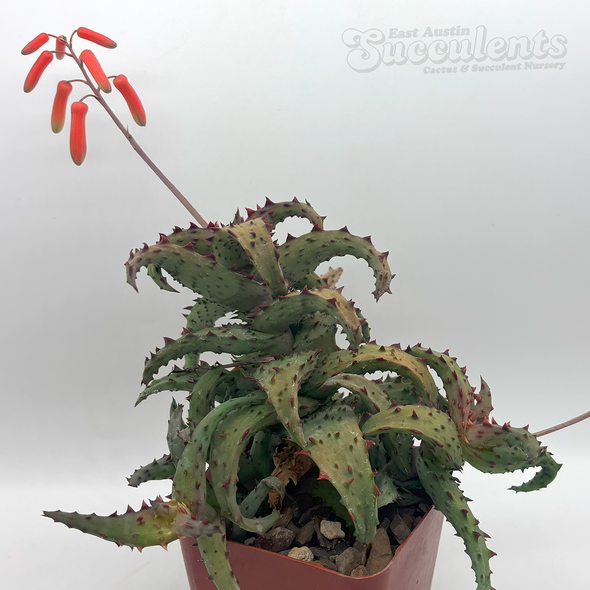 Aloe castilloniae