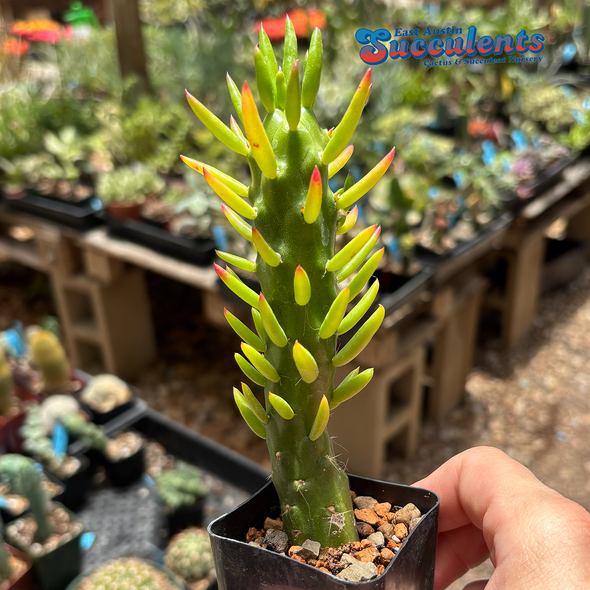 Austrocylindropuntia subulata 'Gumby'