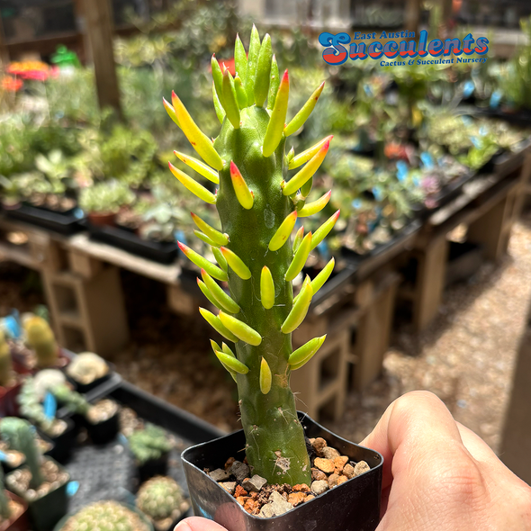 Austrocylindropuntia subulata 'Gumby'