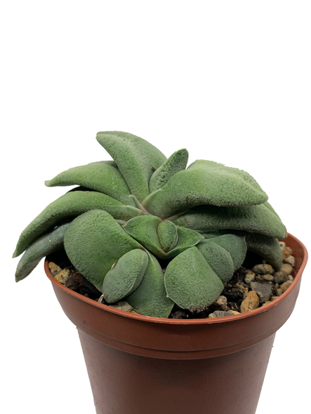 Gasteria glomerata