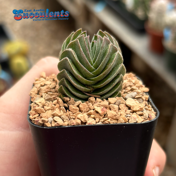 Crassula "Buddha's Temple"