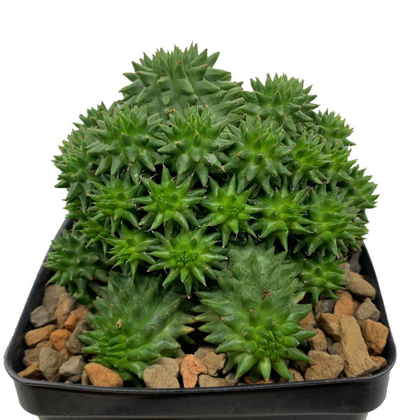 Euphorbia venenifica x groenweldii