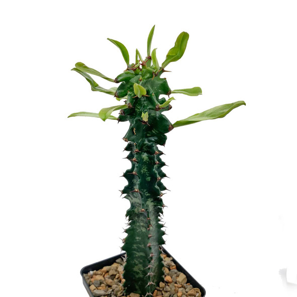 Euphorbia ingens monstrose