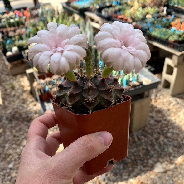 Gymnocalycium hybrid bloom East Austin Succulents