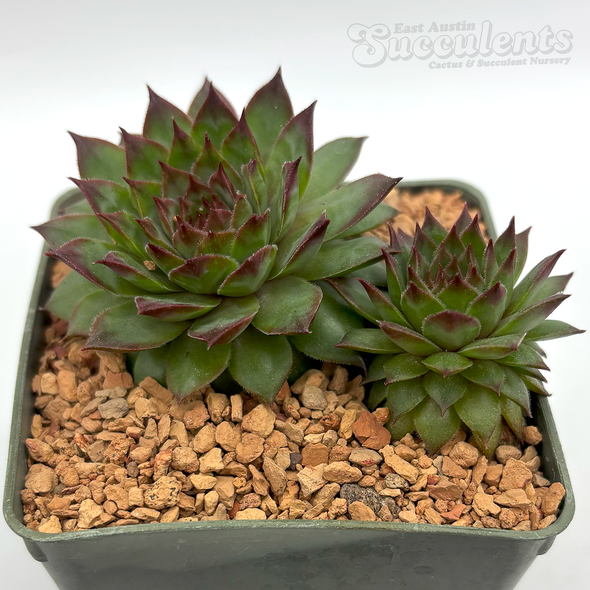 Sempervivum 'Maria Laach'