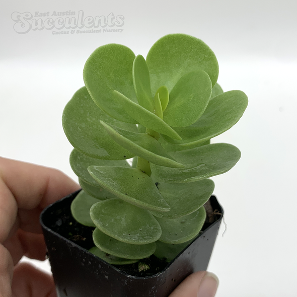 Portulaca molokiniensis ('Ihi) [Mini]