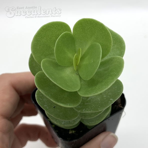 Portulaca molokiniensis ('Ihi) [Mini]