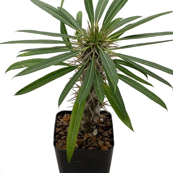 Pachypodium lamerei (Madagascar Palm)