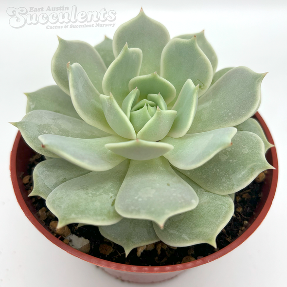 Echeveria 'Lola' [medium]