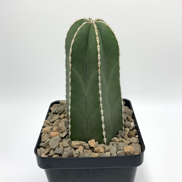 Lemaireocereus marginatus