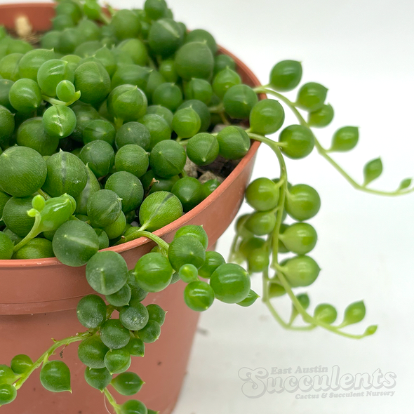 Senecio rowleyanus 'String of Pearls'