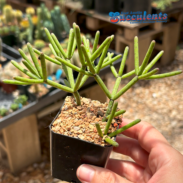 Rhipsalis baccifera