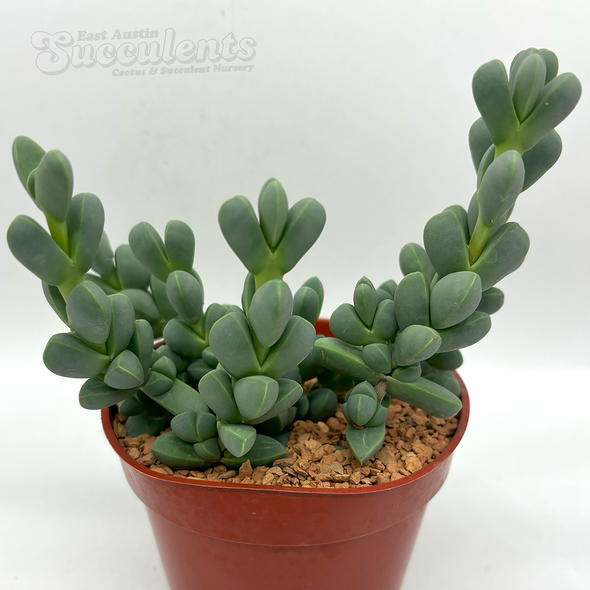 Corpuscularia lehmannii "Ice Plant"