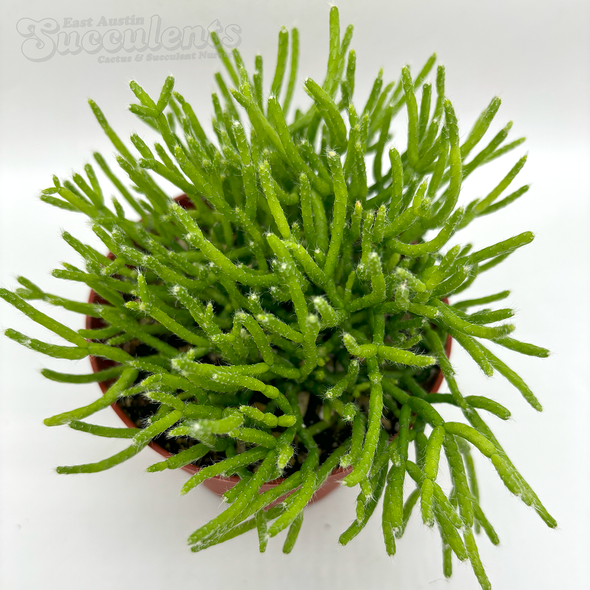 Rhipsalis cereuscula 'Coral Cactus' [Medium]