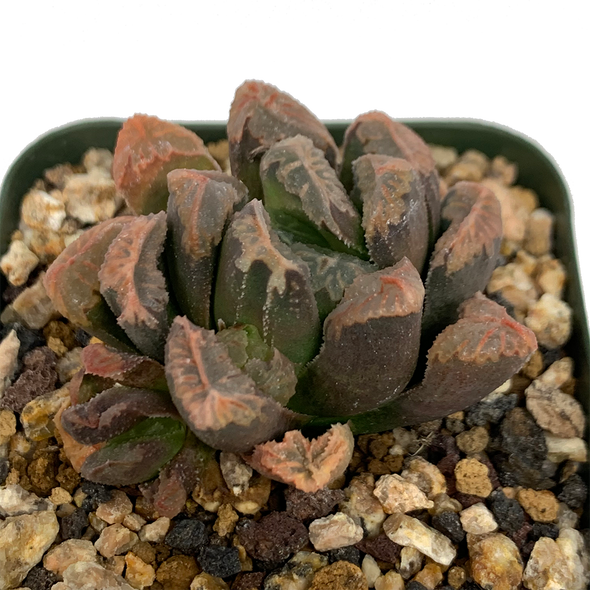 Haworthia maughamutica