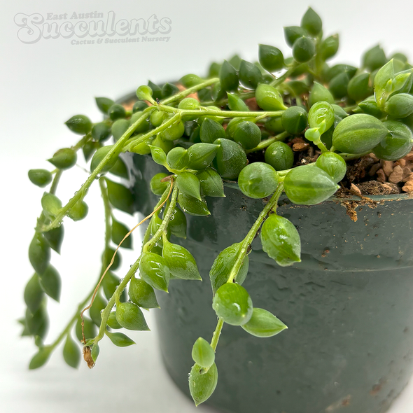 Senecio rowleyanus 'String of Tears'