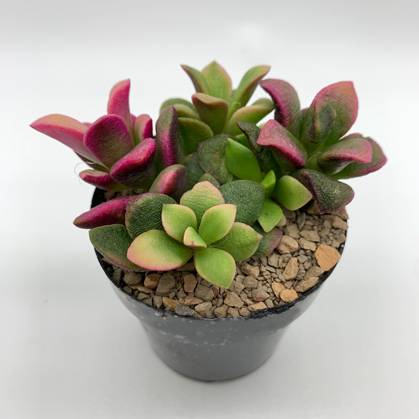 Anacampseros telephiastrum variegata