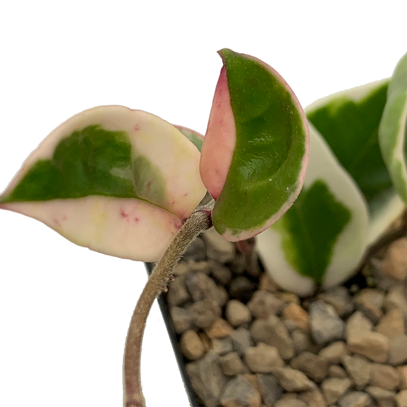 Hoya carnosa tricolor variegata
