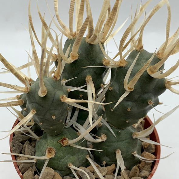 Tephrocactus articulatus var. papyracanthus (Paper Spine Cactus)