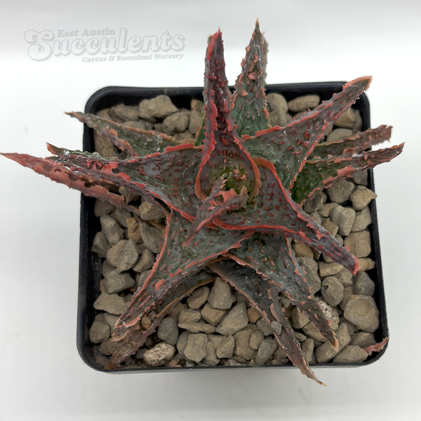 Aloe 'Oik'