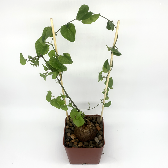 Dioscorea elephantipes