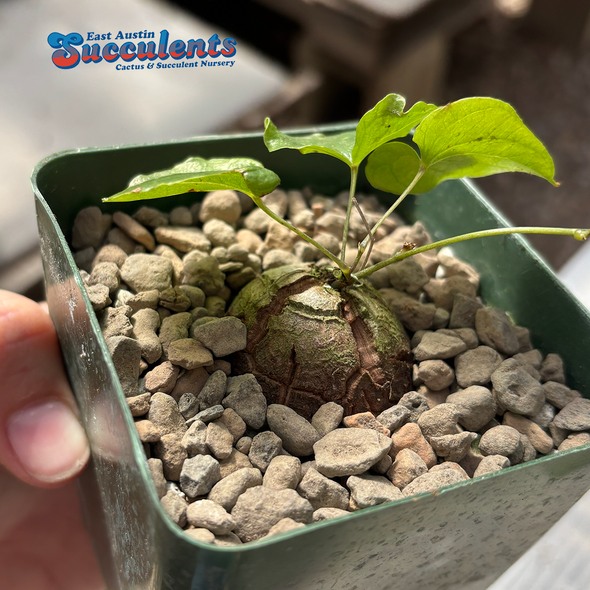 Dioscorea elephantipes