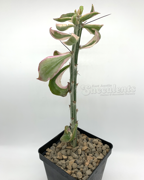 Pereskiopsis spathulata variegata