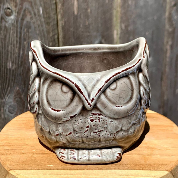 Aloof Owl Mini Planter